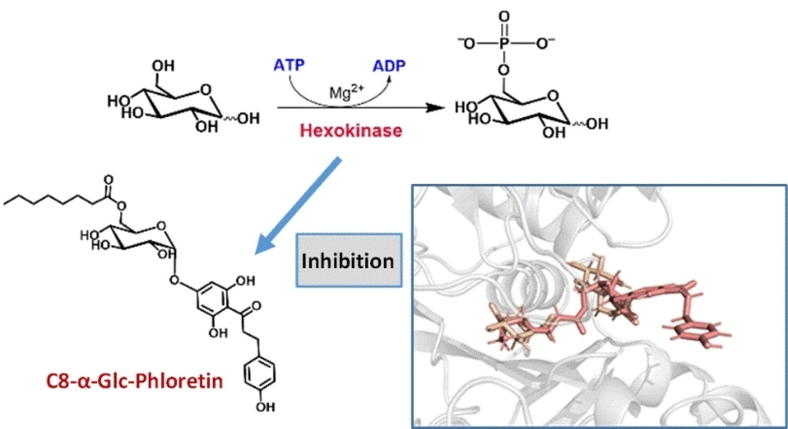 Inhibition of Yeast Hexokinase by Acyl Glucosides of Phloretin and its Implication in the Warburg Effect
