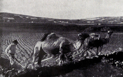 Postal camellos Lanzarote