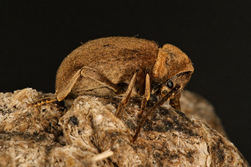 Casapus vestitus | Foto Rafel García