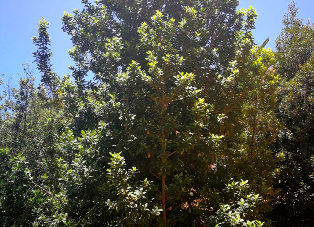 Acebiño (Ilex canariensis) Familia Aquifoliaceae. Bosque de Laurisilva. Endemismo Macaronésico.