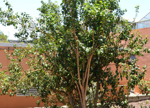 Peralillo (Maytenus canariensis). Familia Celastraceae. Bosque de Laurisilva. Endemismo Canario. 