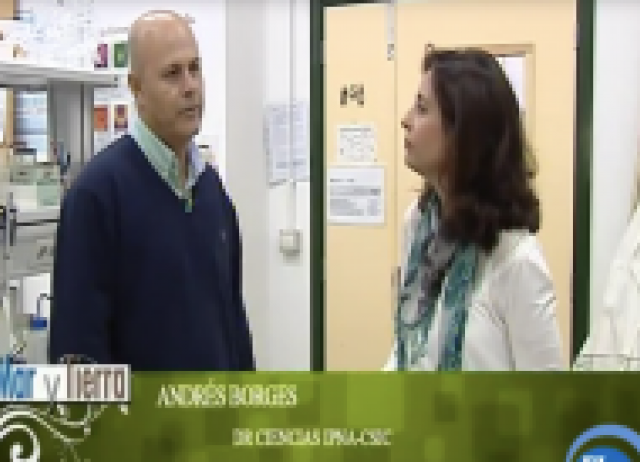 Interview to the Group of Chemical Activators of Natural Plant Defenses of the IPNA-CSIC