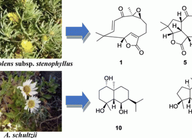 Sesquiterpenoids Isolated from Two Species