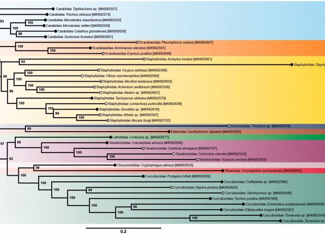 New mitochondrial genomes of 39 soil dwelling Coleoptera