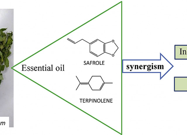 Biocidal effects of Piper hispidinervum