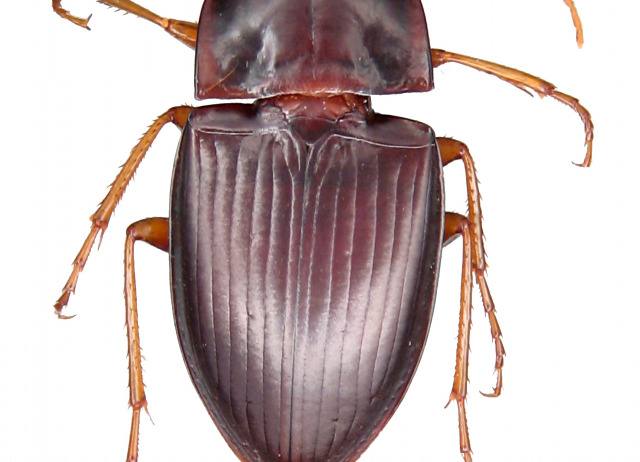 Calathus abaxoides Brullé, 1838. Familia Coleoptera/Carabidae. Bosque de laurisilva. Especie endémica de Tenerife