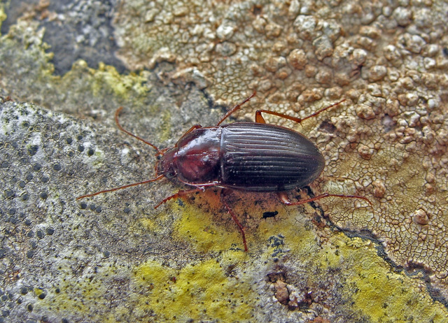 Calathus gonzalezi Mateu, 1956. Familia Coleoptera/Carabidae. Reductos de bosque termófilo y laurisilva. Especie endémica de Fuerteventura