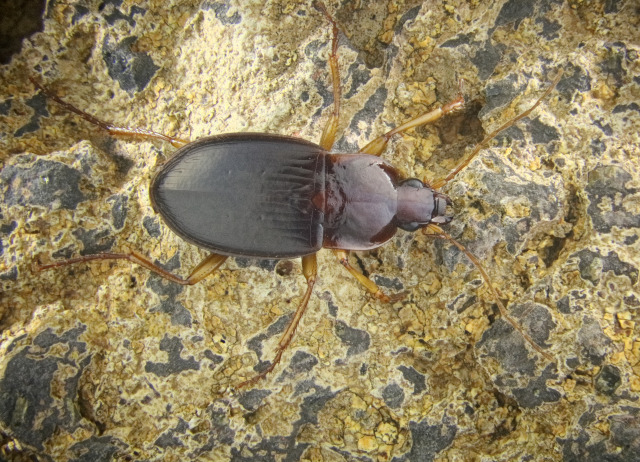 Calathus spretus Wollaston, 1862. Familia Coleoptera/Carabidae. Bosque de laurisilva. Especie endémica de El Hierro