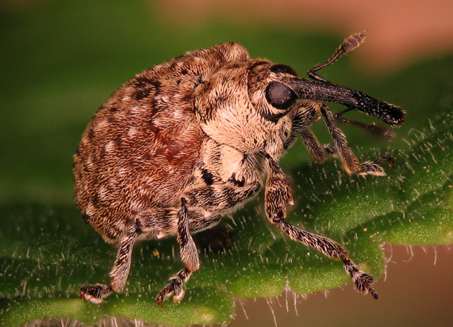 Cionus canariensis Uyttenboogaart, 1935. Familia Coleoptera/Curculionidae. Bosque termófilo, laurisilva y pinar. Especie endémica de Gran Canaria
