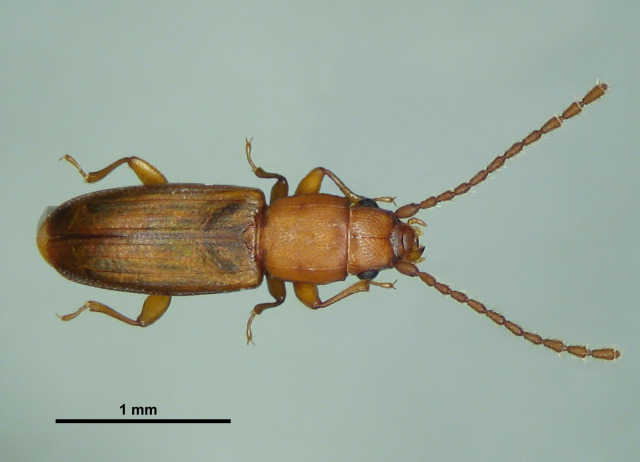 Cryptolestes sp. Familia Coleoptera/Laemophloeidae. Todos los hábitats. Nativo probable.
