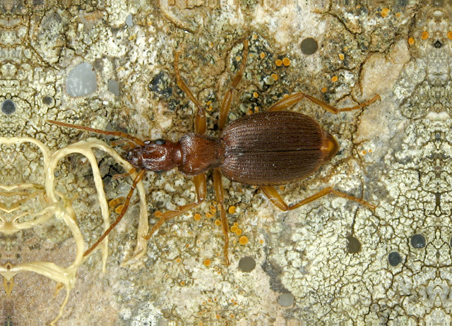 Dicrodontus brunneus brunneus (Dejean, 1831). Familia Coleoptera/Carabidae. Bosque de laurisilva. Especie endémica de Tenerife.
