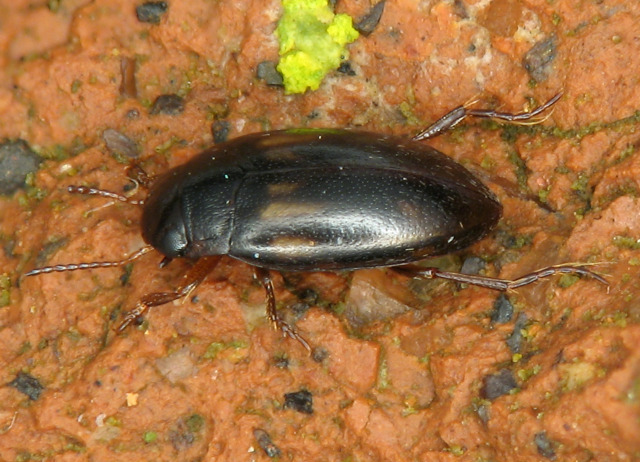 Graptodytes delectus (Wollaston, 1864). Familia Coleoptera/Dytiscidae. Charcos y cursos de agua dulce. Endémico de Tenerife y Gran Canaria