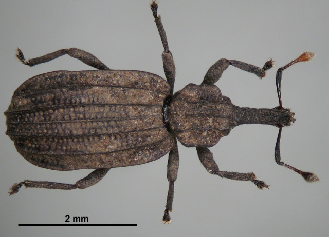 Oromia aguiari Alonso Zarazaga, 1990. Familia Coleoptera/Curculionidae. Medio subterráneo en laurisilva. Género endémico de Canarias, especie endémica de Tenerife