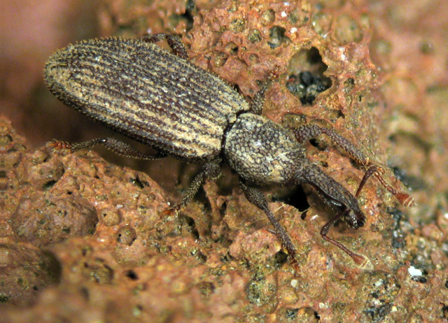 Oromia hephaestos Alonso Zarazaga, 1987. Familia Coleoptera/Curculionidae. Medio subterráneo en pinar y laurisilva. Género endémico de Canarias, especie endémica de Tenerife.