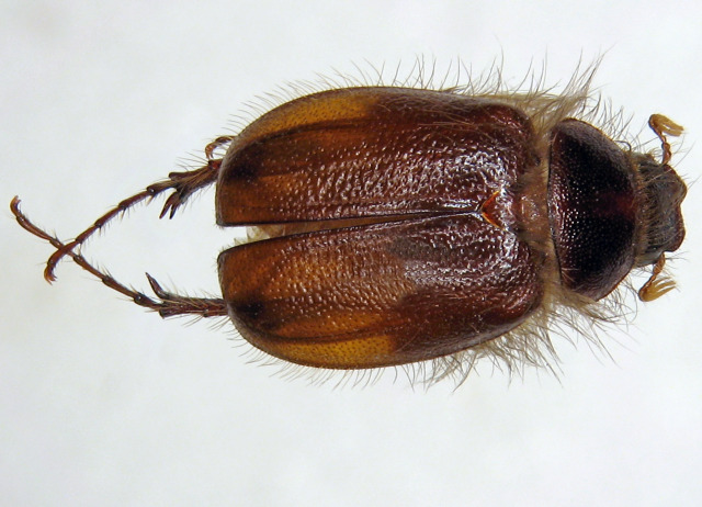 Pachydema gomerae López Colón, 1999. Familia Coleoptera/Scarabaeidae. Cinturón halófilo costero. Especie endémica de La Gomera