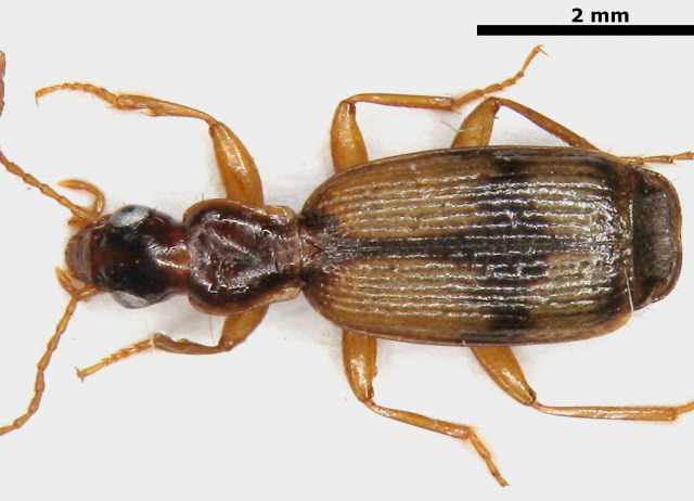 Paradromius amoenus (Wollaston, 1864). Familia Coleoptera/Carabidae. Bosque de laurisilva. Especie endémica de Tenerife.