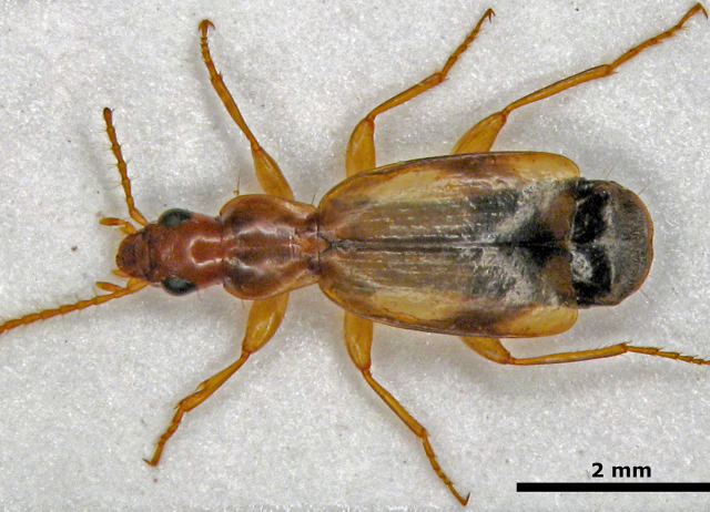 Paradromius tamaranus Machado, 1992. Familia Coleoptera/Carabidae. Bosque termófilo y laurisilva. Especie endémica de Gran Canaria.
