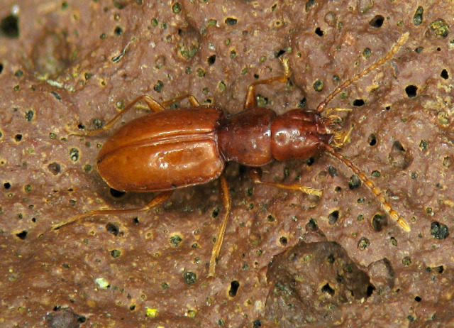 Spelaeovulcania canariensis Machado, 1987. Familia Coleoptera/Carabidae. Medio subterráneo en termófilo y laurisilva. Género endémico de Canarias, especie endémica de Tenerife.