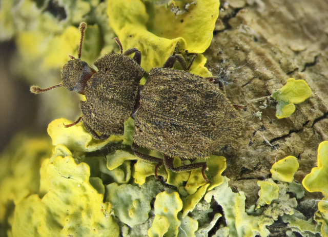 Tarphius camelus Wollaston, 1862. Familia Coleoptera/Zopheridae. Bosque de laurisilva. Especie endémica de El Hierro.