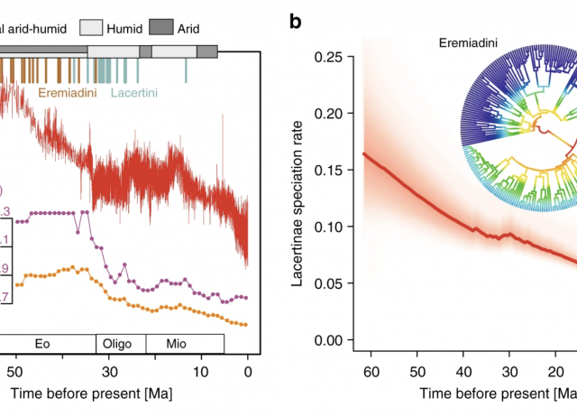 rom: Environmental temperatures shape thermal physiology as well as diversification and genome-wide substitution rates in lizards