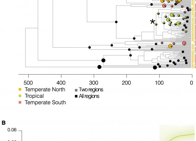Evolutionary origin of the latitudinal diversity gradient in liverworts