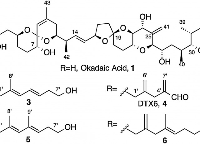 The toxic benthic dinoflagellate Prorocentrum maculosum Faust is a synonym of Prorocentrum hoffmannianum Faust