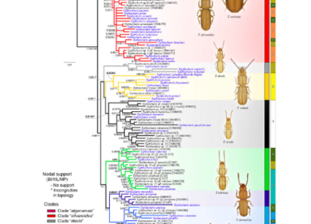 Hidden biodiversity: total evidence phylogenetics and evolution of morphological traits in a highly Diverse lineage of endogean ground beetles, Typhlocharis Dieck, 1869 (Carabidae, Trechinae,  Anillini)