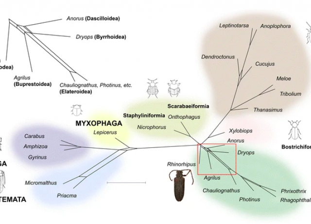 Genome sequencing of Rhinorhipus Lawrence exposes an early branch of the Coleoptera