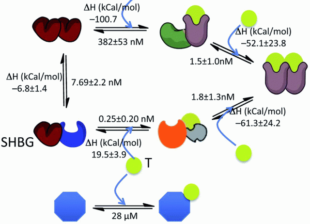 Application of isothermal titration calorimetry as a tool to study natural product interactions