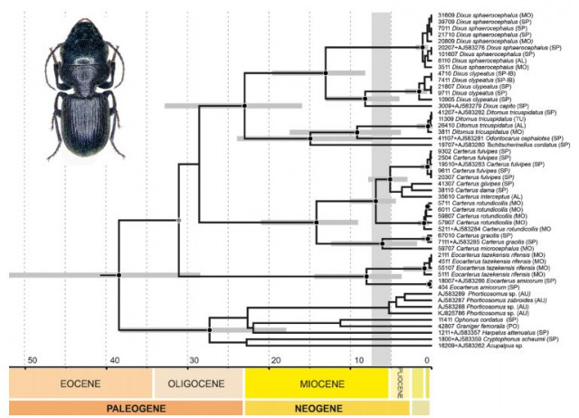 Phylogenetic inferences on West Mediterranean Ditomina (Coleoptera: Carabidae: Harpalini) based on molecular data