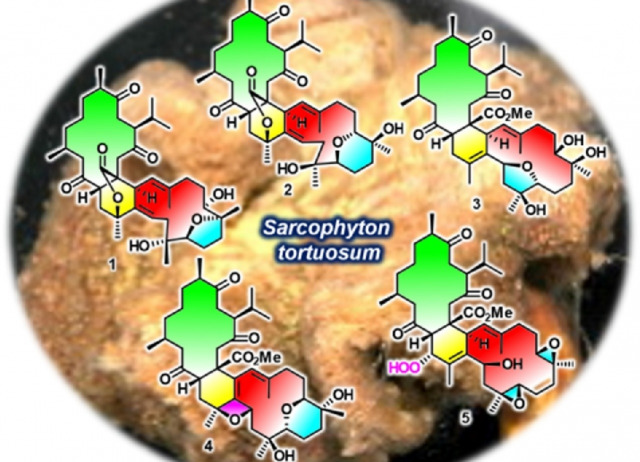 Polyoxygenated anti-inflammatory biscembranoids from the soft coral Sarcophyton tortuosum and their stereochemistry