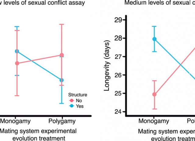 Metapopulation structure modulates sexual antagonism