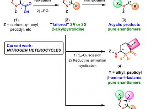 Structural diversity using amino acid “Customizable Units”: conversion of hydroxyproline (Hyp) into nitrogen heterocycles