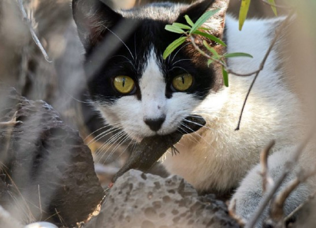 Emerging laws must not protect stray cats and their impacts
