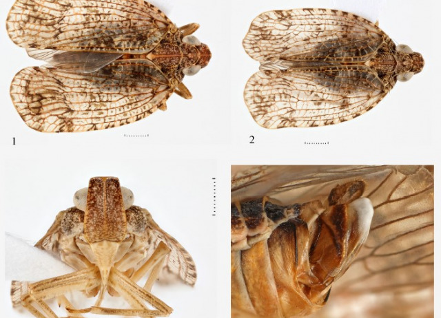 Family Nogodinidae (Hemiptera: Fulgoroidea) from the Canary Islands, with the description of a new species of the genus Morsina Melichar, 1902