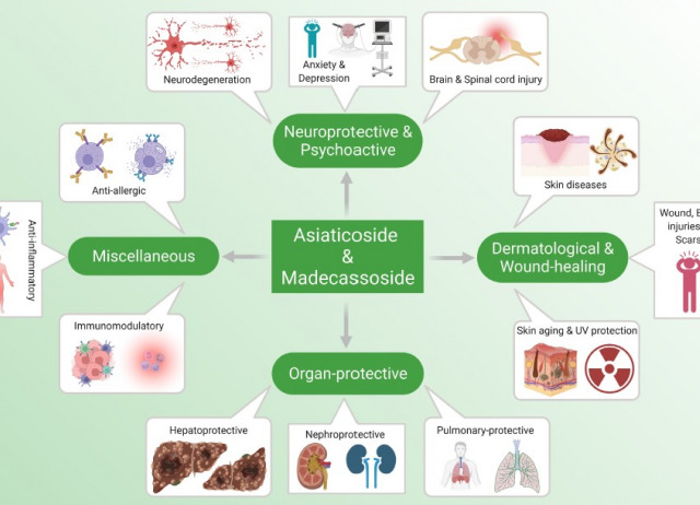 Therapeutic properties and pharmacological activities of asiaticoside and madecassoside: A review