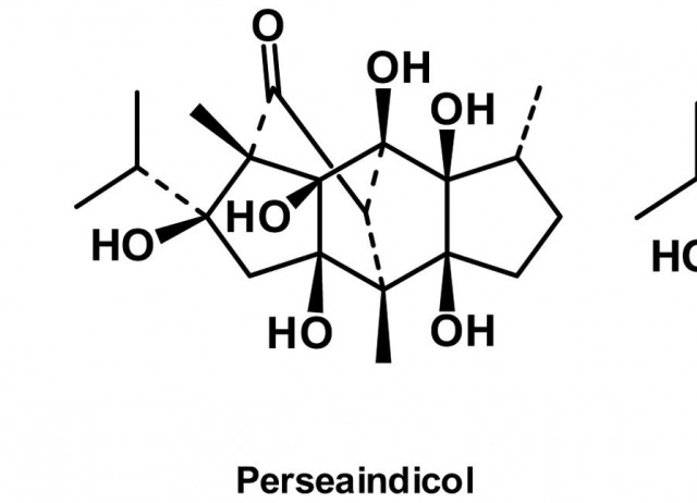 Diterpenes with new isoryanodane derived skeletons from Persea indica