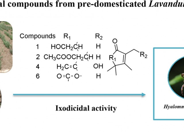Ixodicidal compounds from pre-domesticated Lavandula luisieri