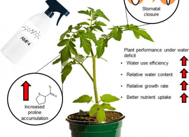 Abscisic acid mimic-fluorine derivative 4 alleviates water deficit stress by regulating ABA-responsive genes, proline accumulation, CO2 assimilation, water use efficiency and better nutrient uptake in tomato plants