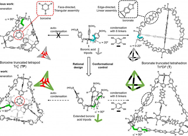 Conformational control enables boroxine-to-boronate cage metamorphosis
