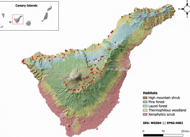 Introduced rabbits as seed‑dispersing frugivores: a study case on a environmentally diverse oceanic island (Tenerife, Canaries)