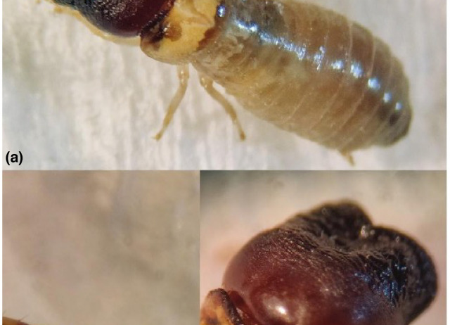 First outdoor records in the Old World of the invasive drywood termite, Cryptotermes brevis (Walker, 1853) (Kalotermitidae)