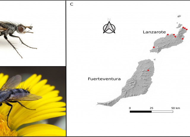 First report of Aphria latifrons (Diptera, Tachinidae, Leskiini) in the Canary Islands