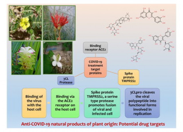 Harnessing and bioprospecting botanical-based herbal medicines against potential drug targets for COVID-19: a review coupled molecular docking studies