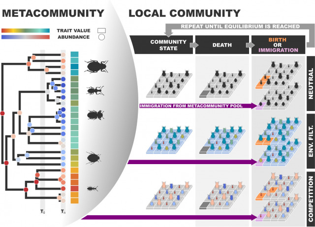 Inferring the ecological and evolutionary determinants of community genetic diversity