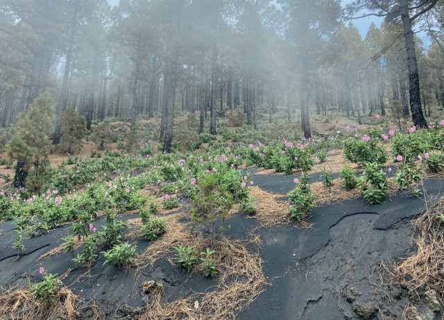 Resiliencia del pinar canario después de la erupción del volcán Tajogaite (La Palma, 2021)