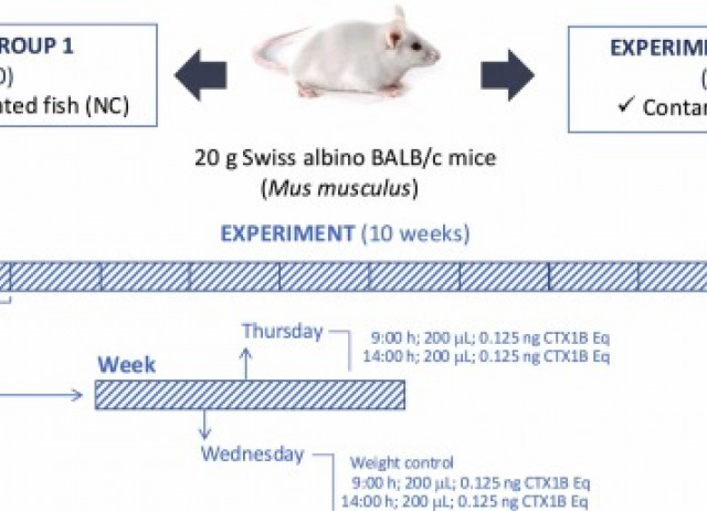 Changes at small intestine induced by food-fish contaminated with ciguatoxins