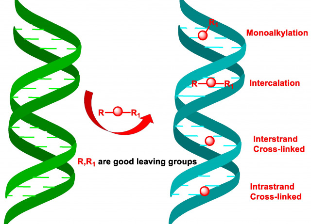 Dual-Action Therapeutics: DNA Alkylation and Antimicrobial Peptides for Cancer Therapy