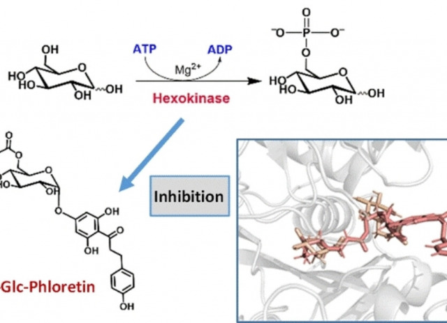 Inhibition of Yeast Hexokinase by Acyl Glucosides of Phloretin and its Implication in the Warburg Effect