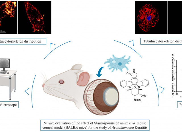 Staurosporine as a Potential Treatment for Acanthamoeba Keratitis Using Mouse Cornea as an Ex Vivo Model